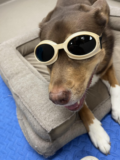 Dog receiving laser treatment